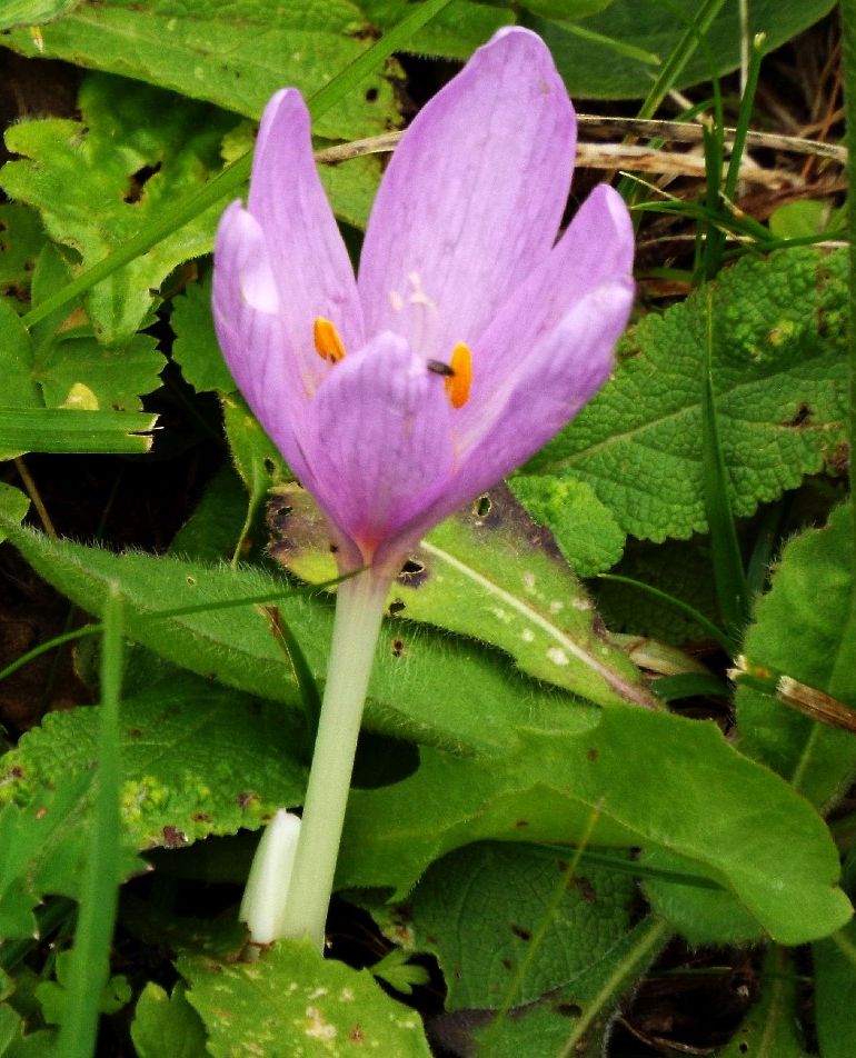 Colchicum alpinum? No, Colchicum autumnale (Liliales-Colchicaceae)